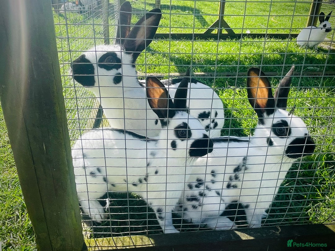 English Spot rabbits for sale: English Spot Rabbits - Advert 9