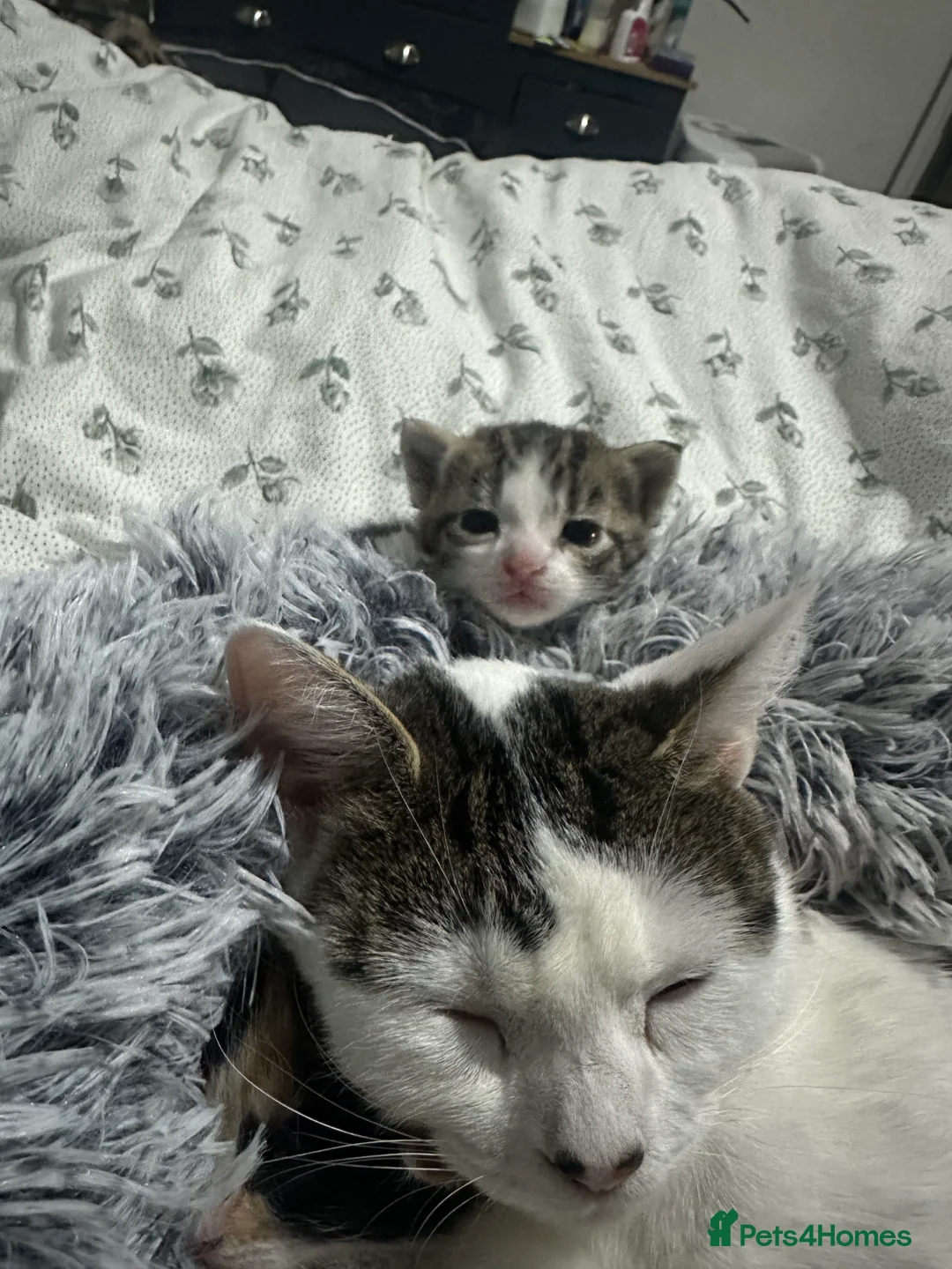 Mixed Breed cats for sale: Mixed male tabby boys  - Advert 12