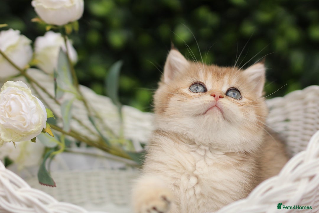 British Shorthair cats for sale: Gorgeous Golden & Blue Golden. Ready now! - Image 10