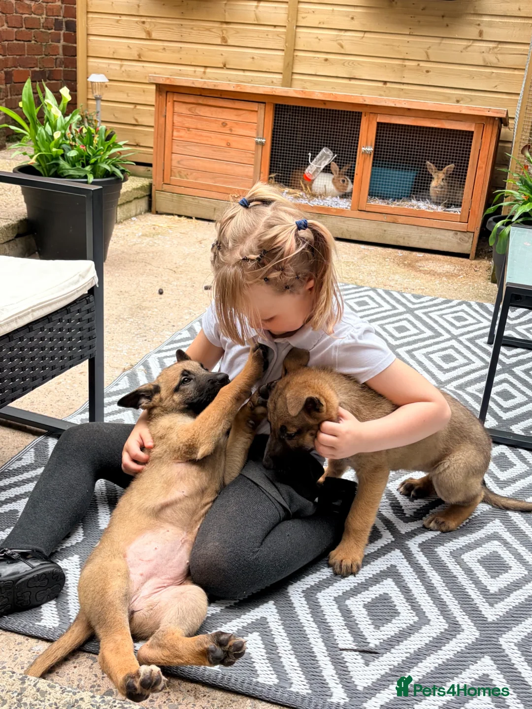 Belgian Shepherd Dog dogs for sale: 3 female Belgian malinois 9 weeks old  - Advert 2