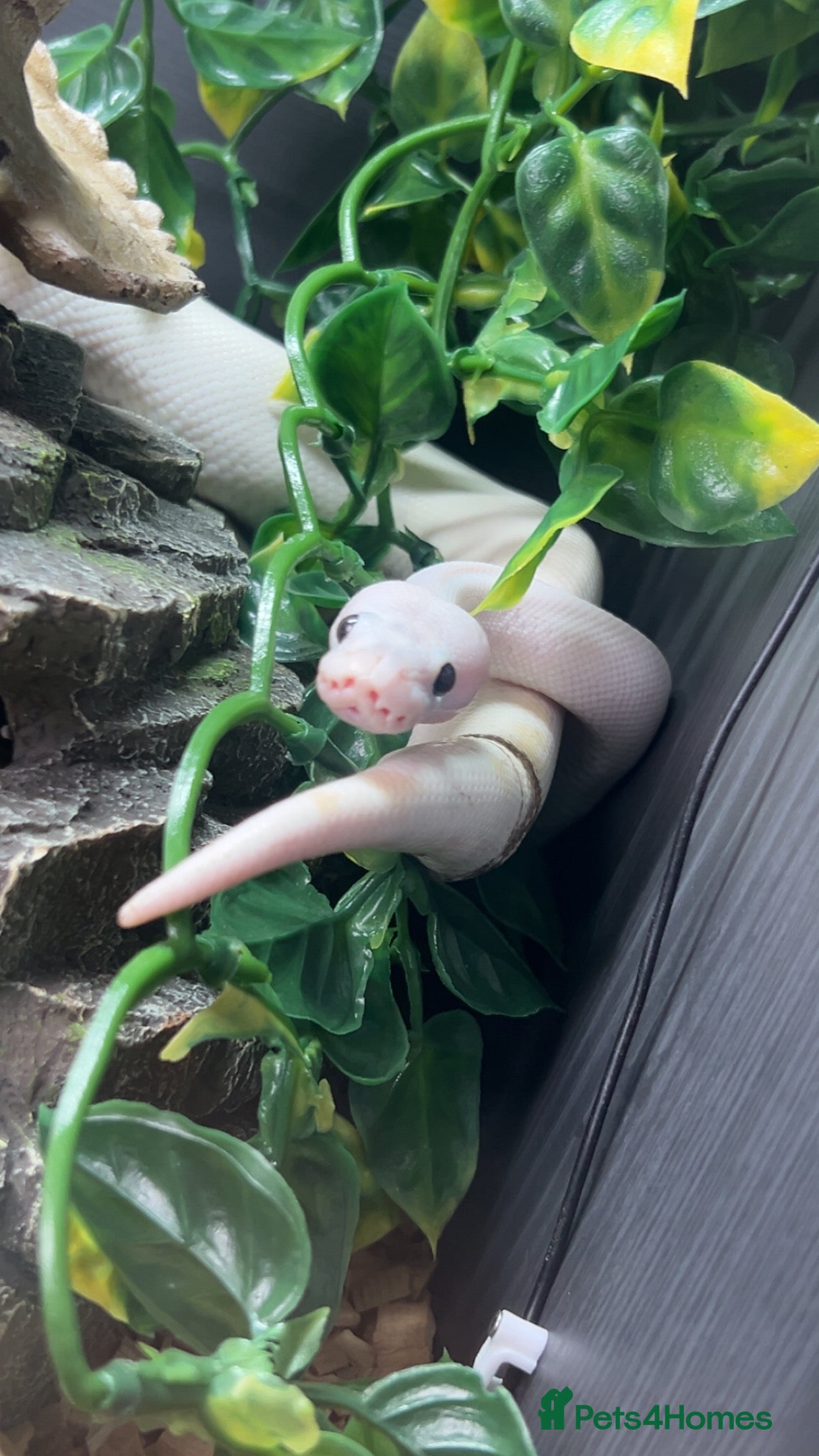 Python Snake reptiles Black eyed lucy - Advert 11