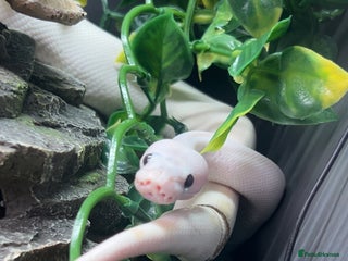 Python Snake reptiles Black eyed lucy - Advert 6