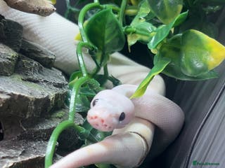 Python Snake reptiles Black eyed lucy - Advert 17