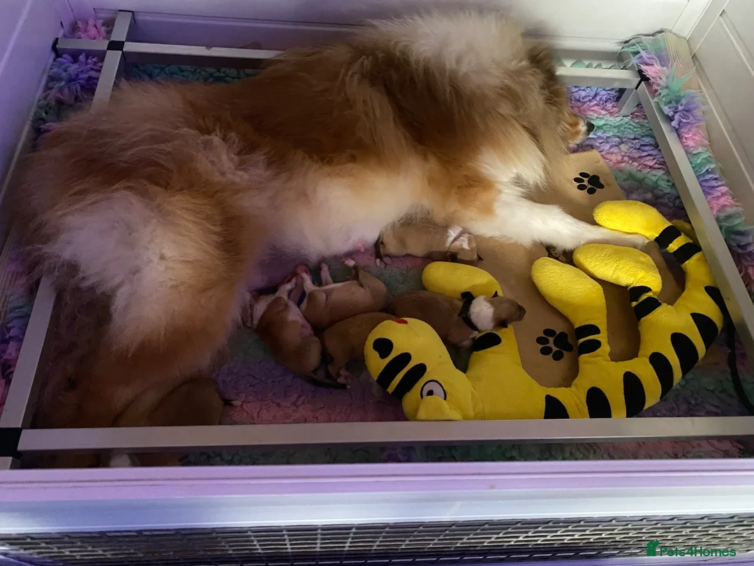 Rough Collie dogs for sale: Rough collie puppies - Advert 2