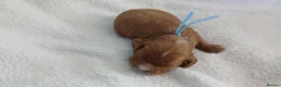 Cavapoo dogs for sale: F1 CAVAPOO PUPPIES  in Stevenage - Advert 30