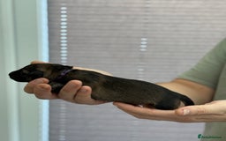 German Shepherd dogs for sale: German Shepherd Puppies  - Image 21