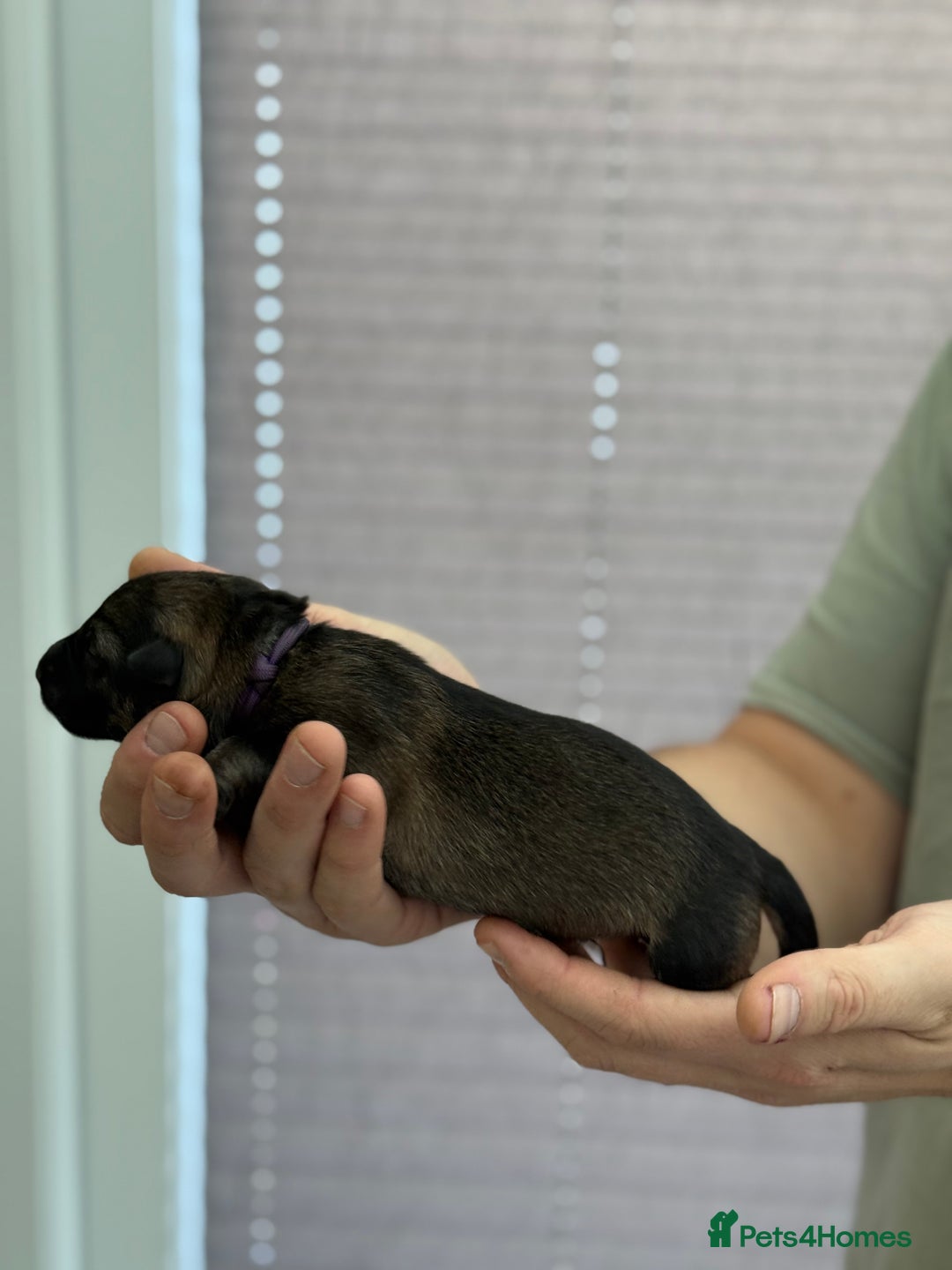 German Shepherd dogs for sale: German Shepherd Puppies  - Image 21