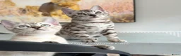Bengal cats for sale: Stunning Snow Bengals - TICA Full Pedigree  - Advert 2
