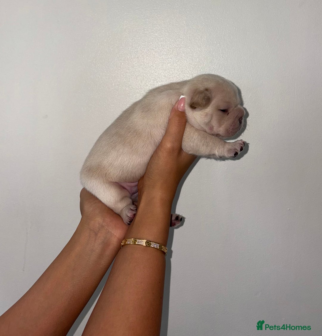 French Bulldog dogs for sale:  French bulldogs  - Advert 6