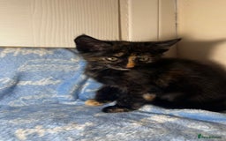 Mixed Breed cats for sale: 6 Lovely Kittens - Image 22