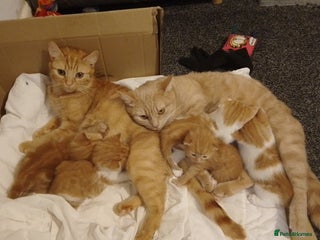 Domestic Shorthair cats - Advert 1