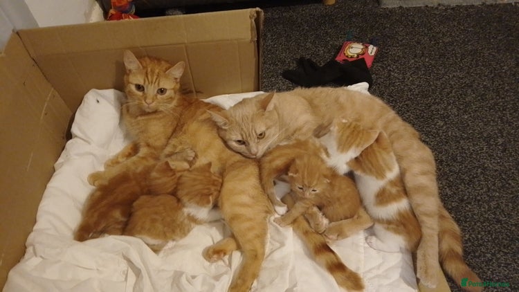 Domestic Shorthair cats - Advert 3