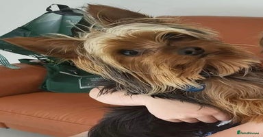 Yorkshire Terrier dogs - Advert 7