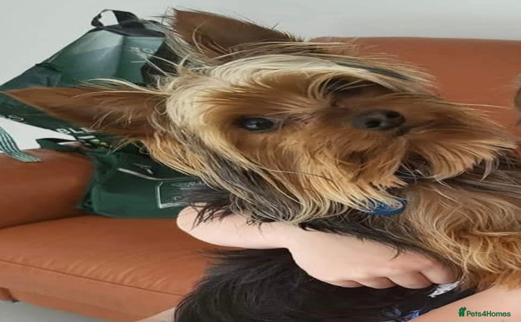 Yorkshire Terrier dogs - Advert 1