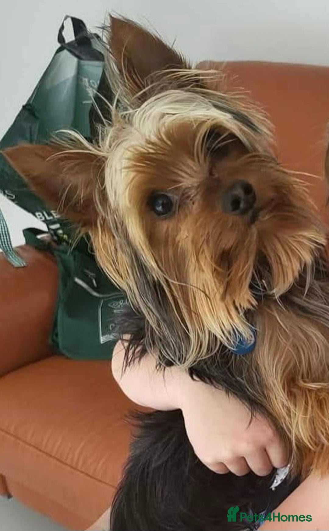 Yorkshire Terrier dogs for stud: Bentley  - Image 1