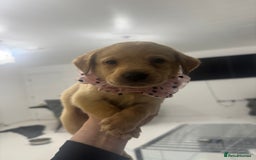 Labrador Retriever dogs for sale: Full breed Labrador retriever puppy’s  - Image 11