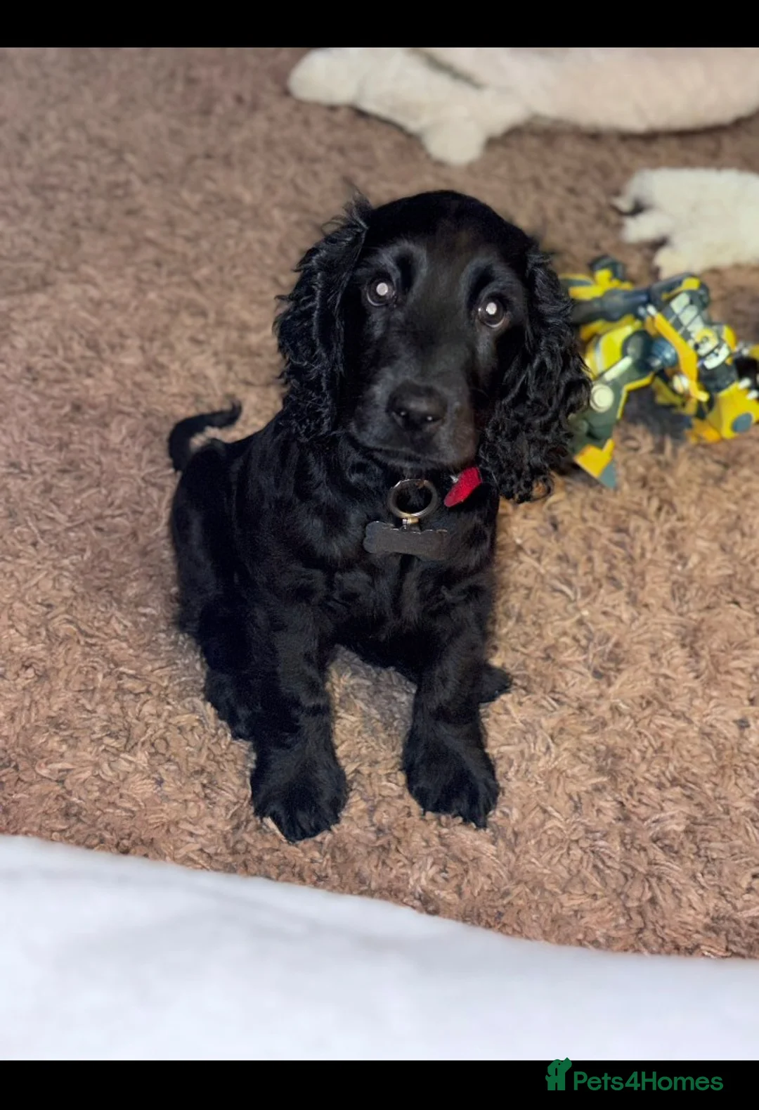 Cocker Spaniel dogs for sale: KC Registered Show Cocker Spaniel Female Puppy - Advert 2