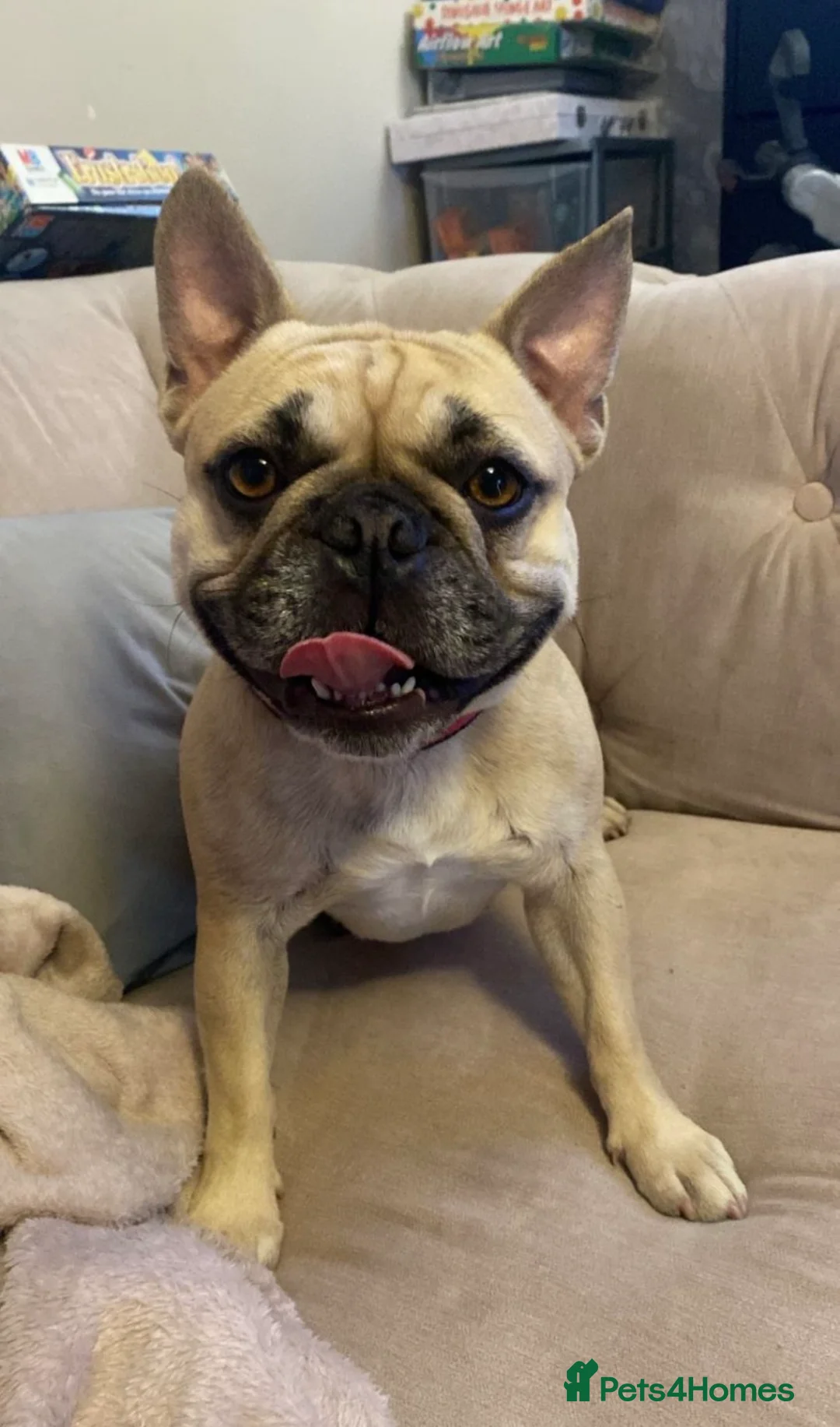 French Bulldog dogs for sale: Pedigree Frenchie  - Advert 4