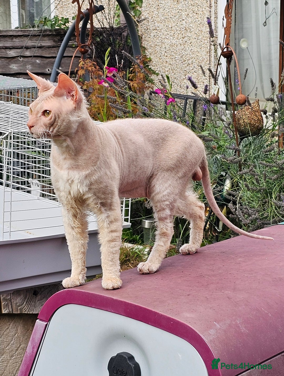 Siamese cats for sale: Siamese X Sphynx kittens - Advert 27