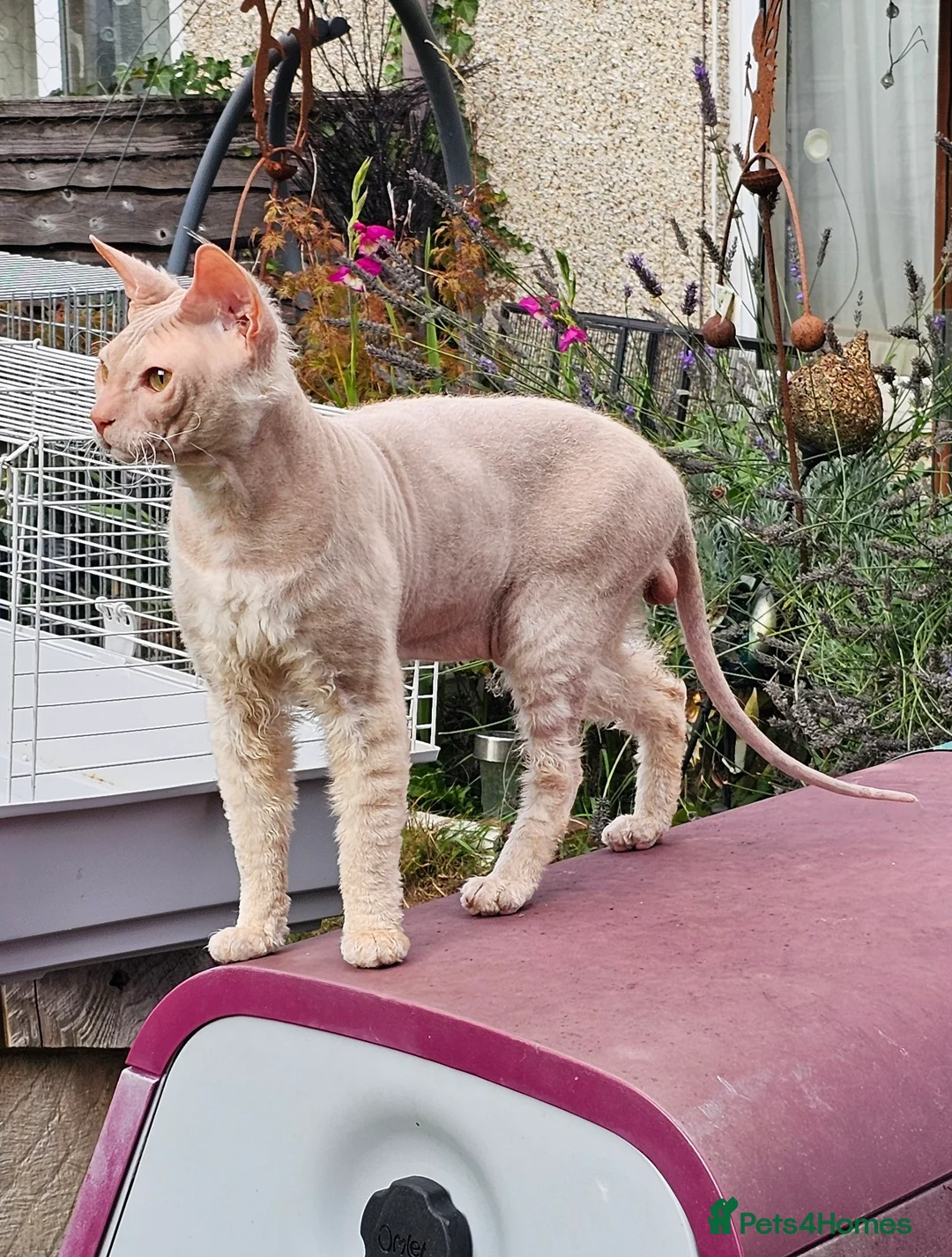 Siamese cats for sale: Siamese X Sphynx kittens - Advert 27