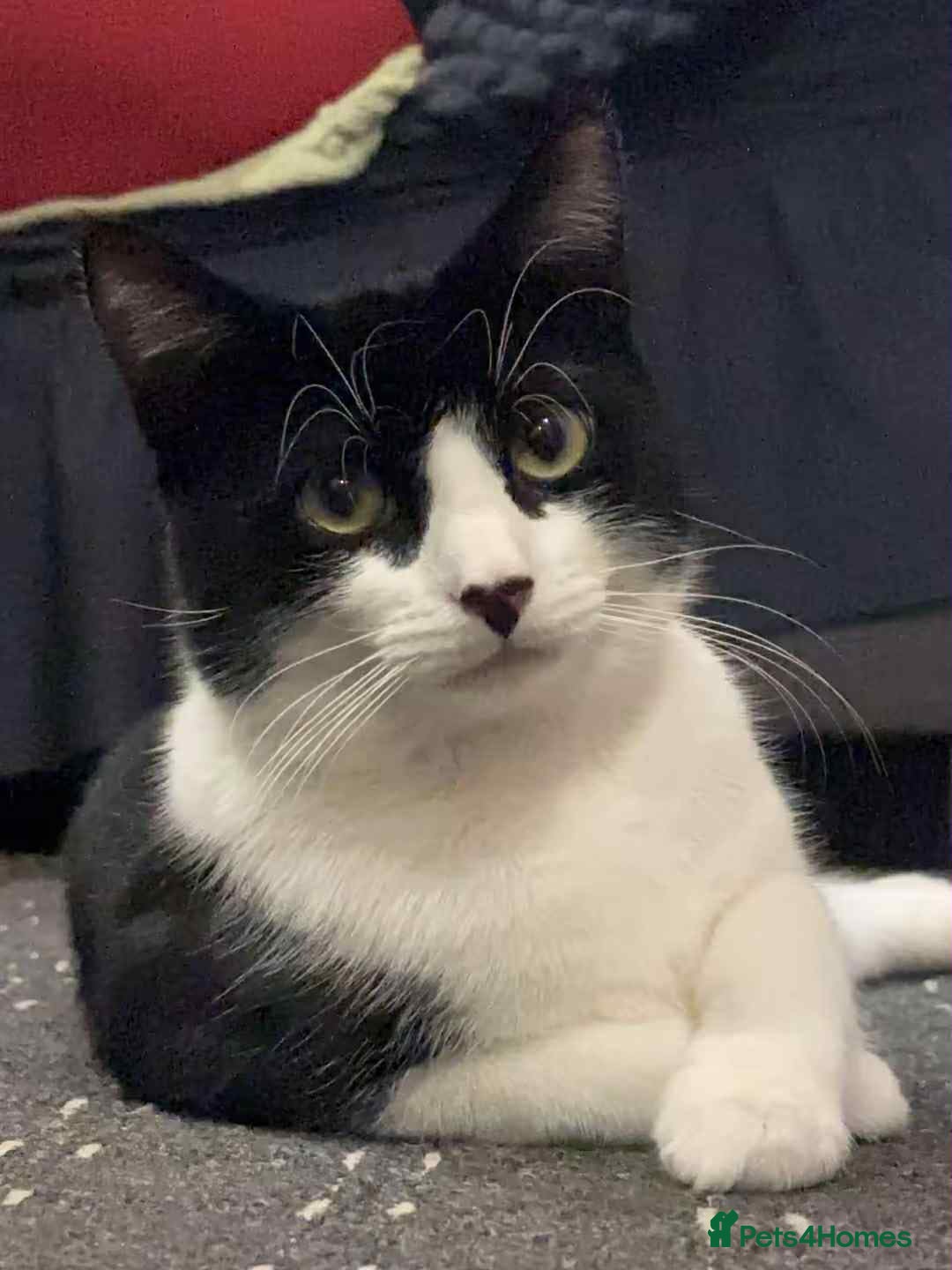 Mixed Breed cats Mixed  - Advert 13