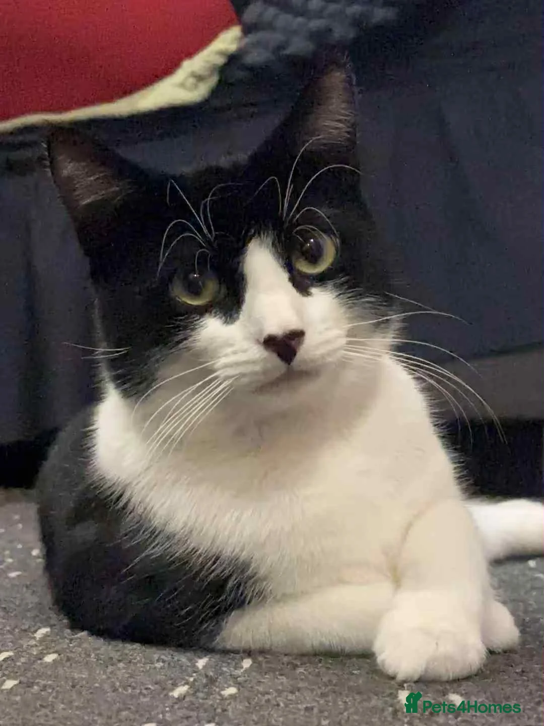 Mixed Breed cats for sale: Mixed  - Advert 1