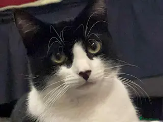 Mixed Breed cats Mixed - Advert 2