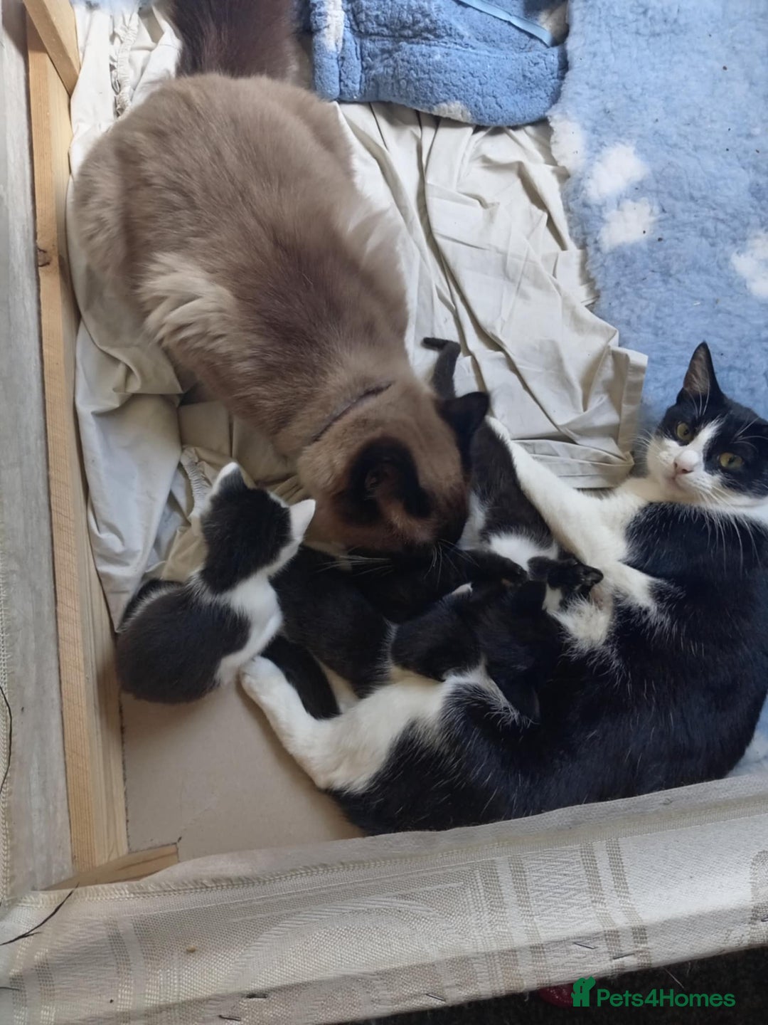 Mixed Breed cats for sale: BSH X Ragdoll - Image 2
