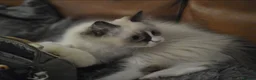 Ragdoll cats for sale: Adorable little Ragdolls  - Advert 3