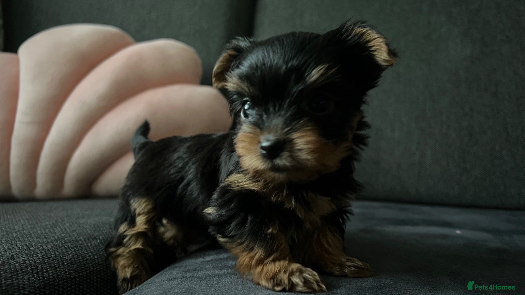 Yorkshire Terrier dogs Tiny pedigree Yorkie pups.  - Advert 1