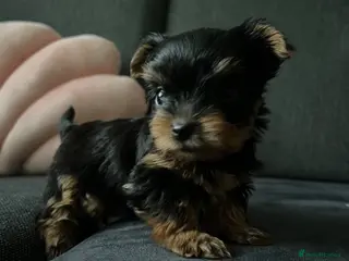 Yorkshire Terrier dogs Tiny pedigree Yorkie pups. - Advert 1