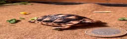 Tortoise reptiles for sale: Baby Tortoise 1 x Marginate.  - Advert 1