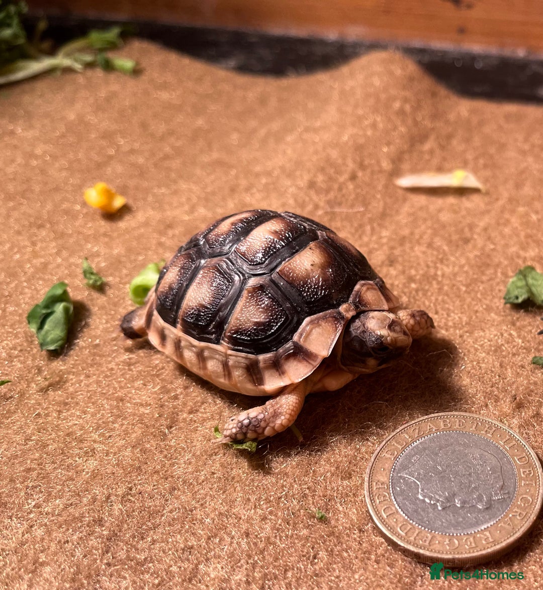 Tortoise reptiles for sale: Baby Tortoise 1 x Marginate.  - Advert 1