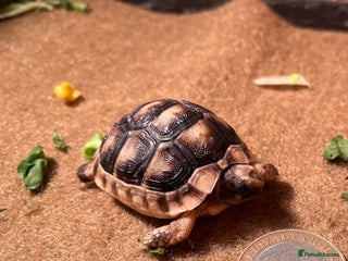 Tortoise reptiles Baby Tortoise 1 x Marginate. - Advert 3