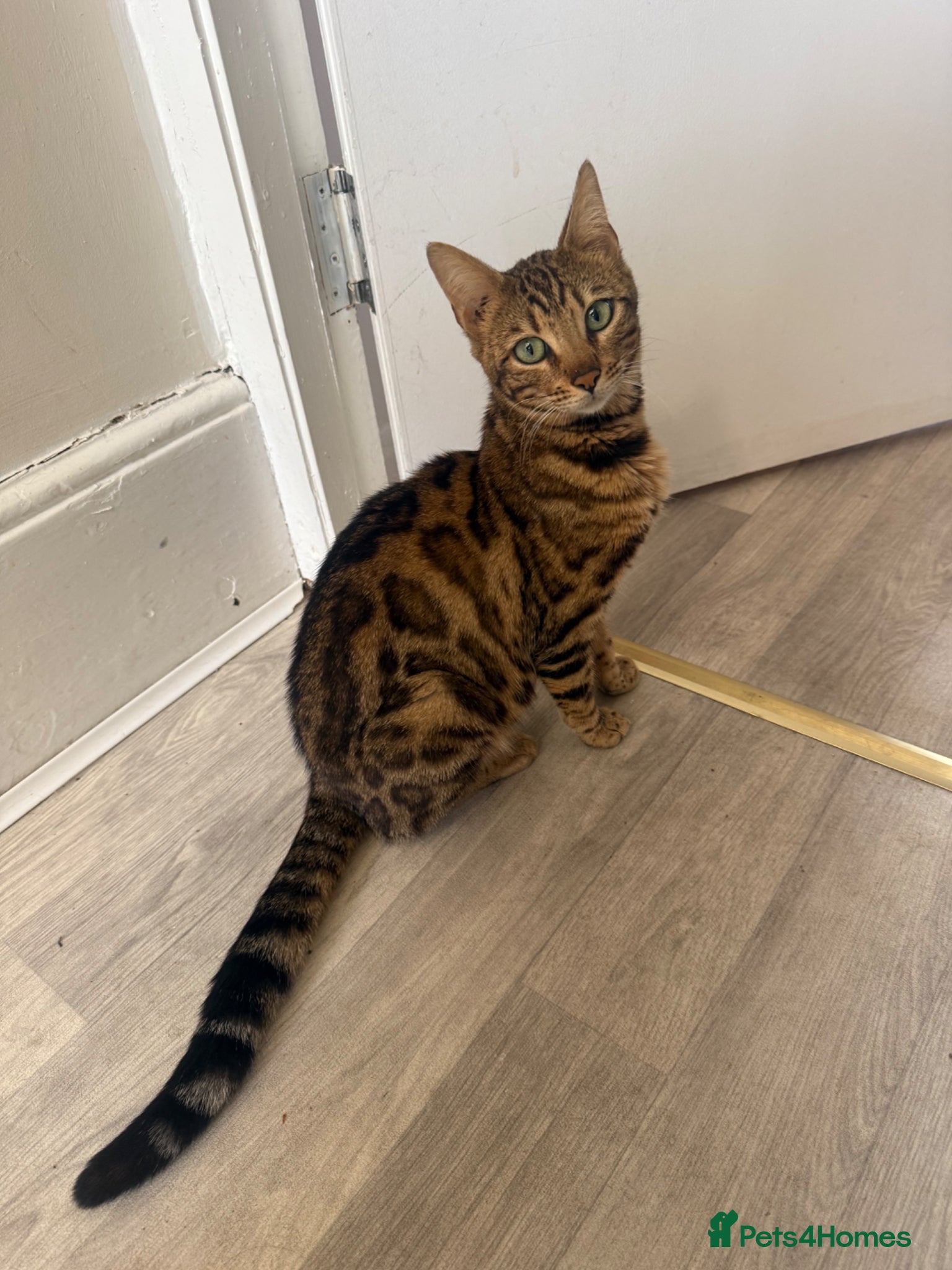 Mixed Breed cats Bengal x Maine coon kittens  - Advert 12