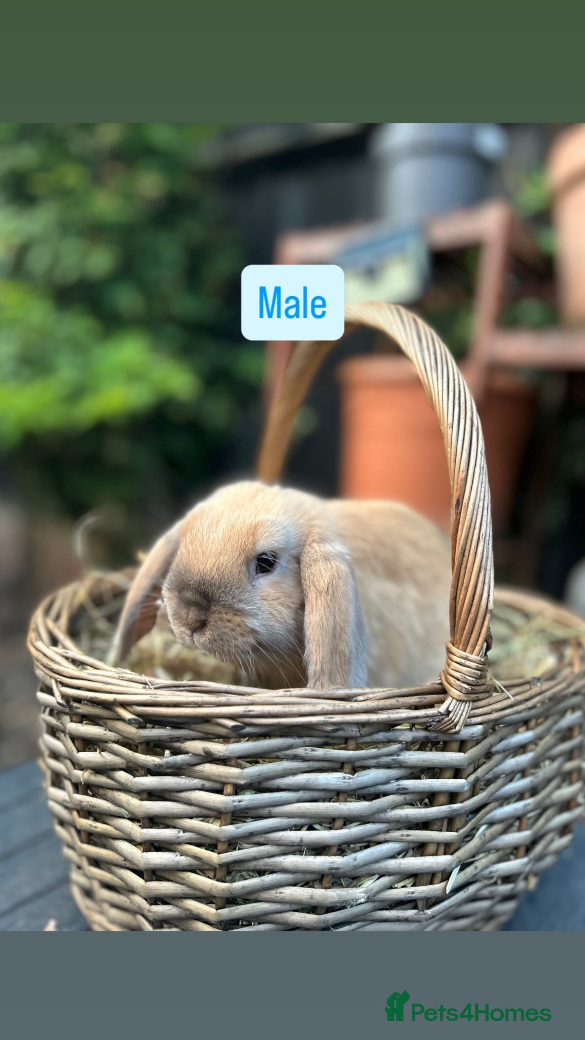 Mini Lop rabbits Mini Lop Baby Rabbits (Ready To Leave Now) - Advert 6