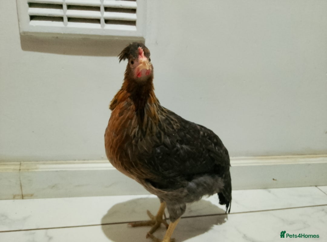 Hens poultry for sale: 2 hens and one Rooster - Image 5