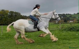 Shire horses for sale: Big Jazz !!  - Image 6