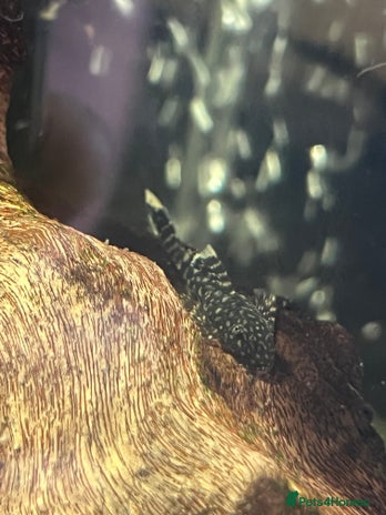 Plecos fish in Wolverhampton - Advert 7