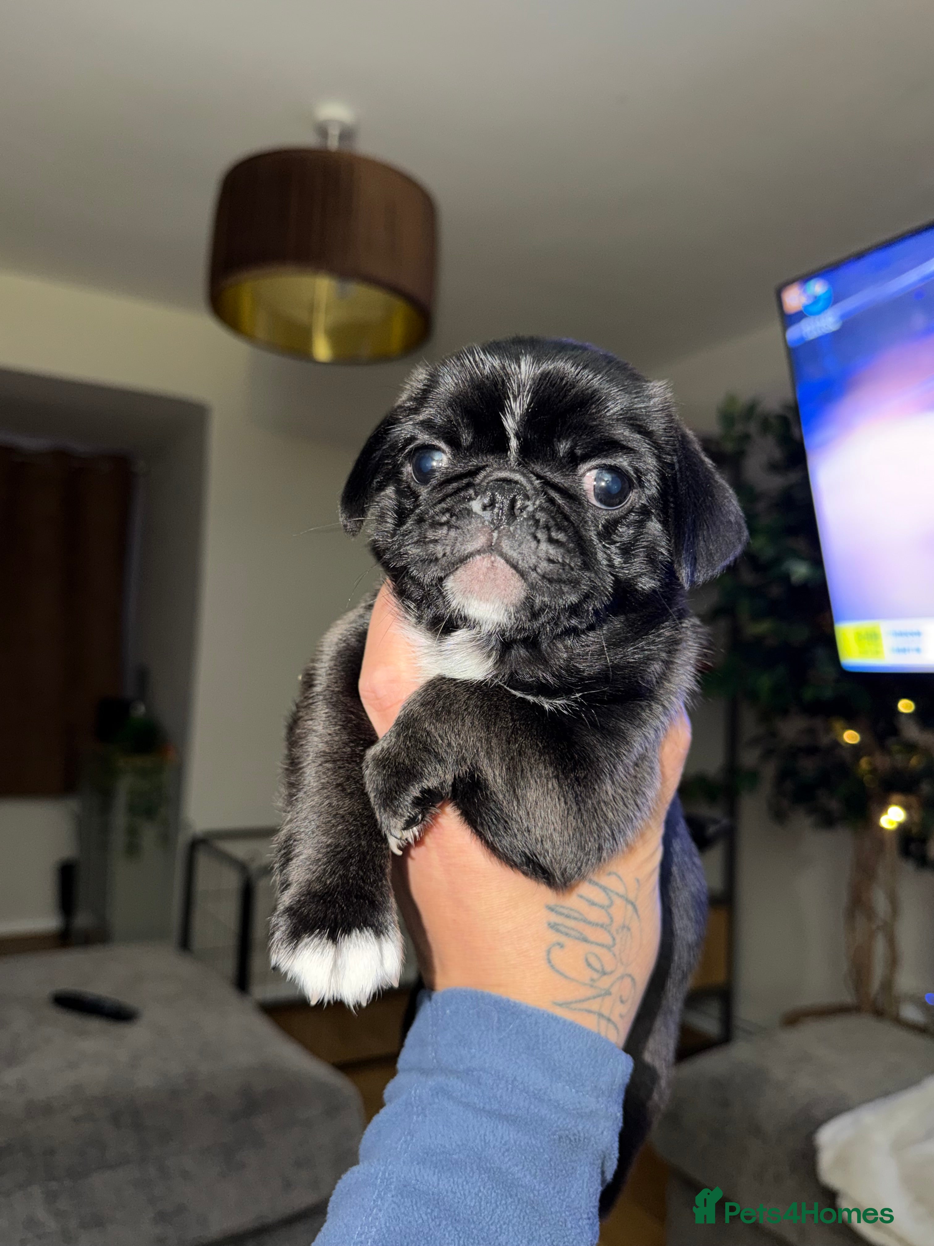 Pug dogs for sale: 🐾 PEGGY × ALASKA — A TRULY UNIQUE PUG LITTER 🐾  - Advert 2