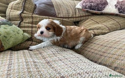 Cavalier King Charles Spaniel dogs for sale: Super KC blenheim pups - health tested parents - Image 8