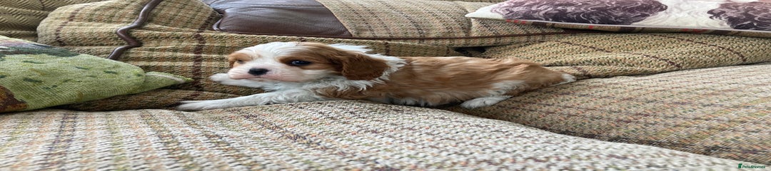 Cavalier King Charles Spaniel Puppy 2