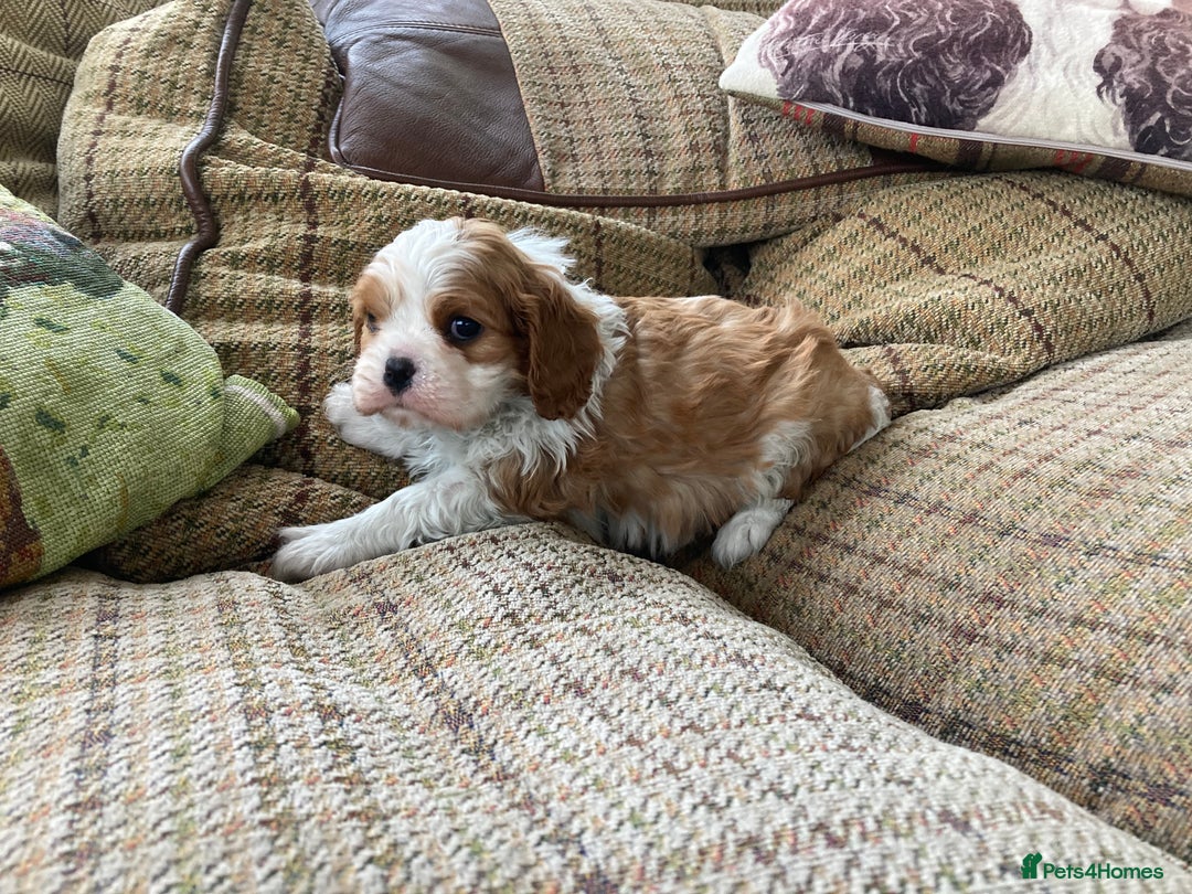 Cavalier King Charles Spaniel dogs for sale: Super KC blenheim pups - health tested parents - Image 8