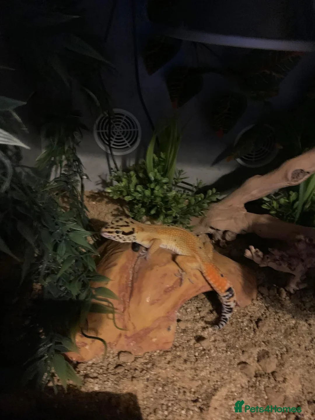 Leopard Gecko reptiles for sale: Female Leopard Gecko in Nottingham - Advert 3