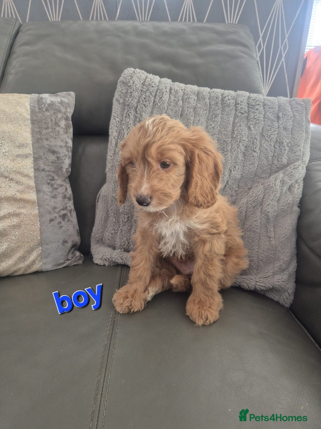 Cockapoo dogs for sale: F1 cockapoo - Ready Now - Image 18