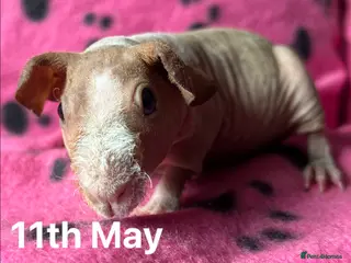 Guinea Pig rodents Skinny Pig Sows. - Advert 3