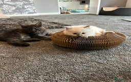 Ragdoll cats for sale: Sold please contact me for future litters.  😻 - Image 2