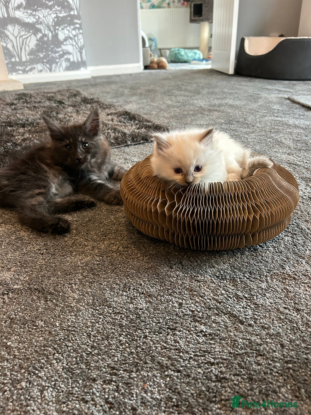 Ragdoll cats for sale: Sold please contact me for future litters.  😻 - Image 2