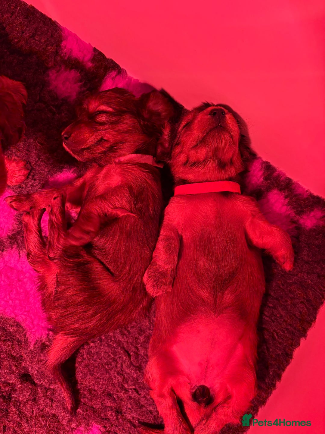 Miniature Dachshund dogs for sale: Beautiful Pedigree KC Reg Mini Longhair Dachshunds - Advert 27