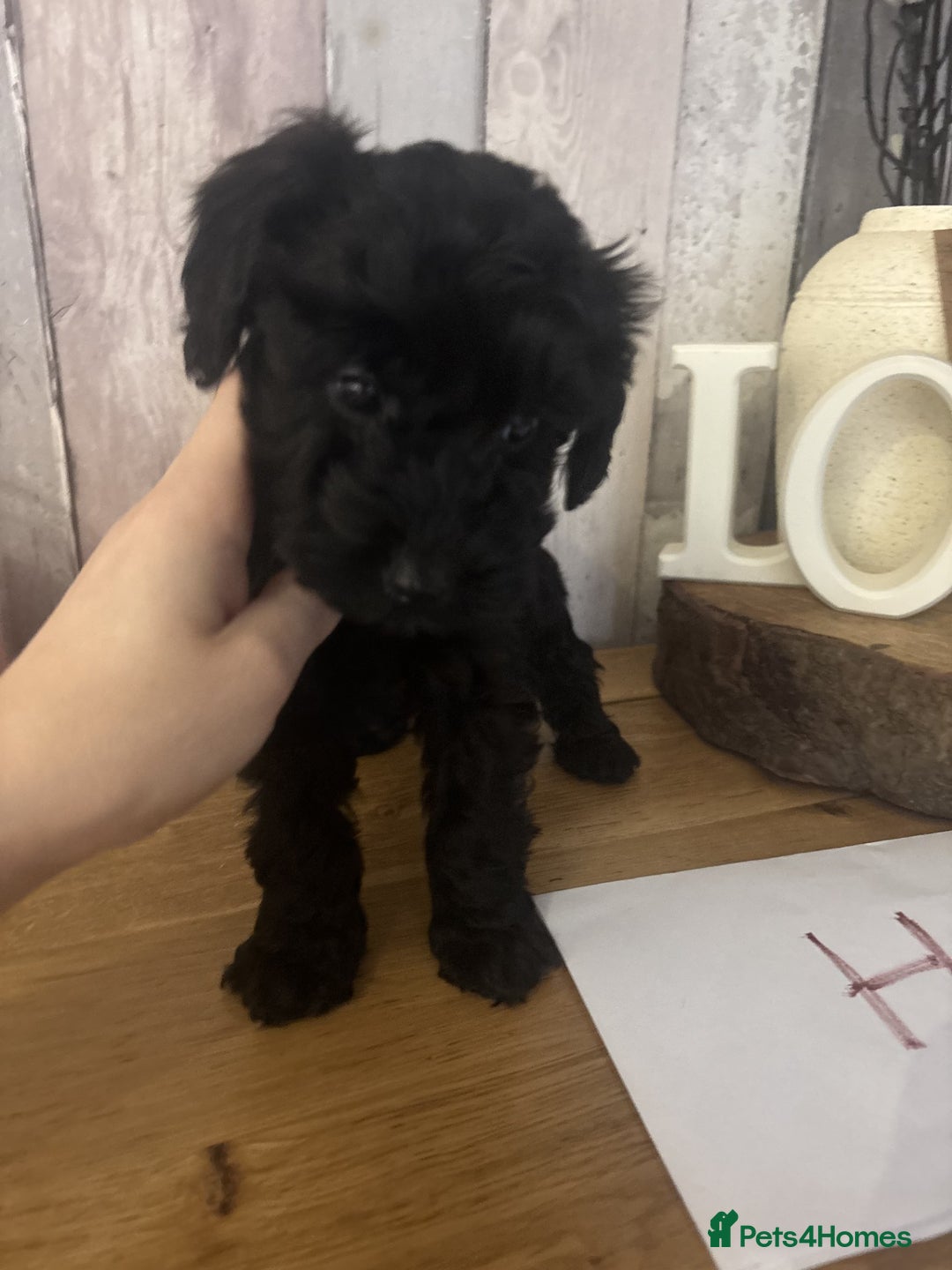 Cockapoo dogs for sale: Cockapoo Puppies looking for their forever homes - Advert 32